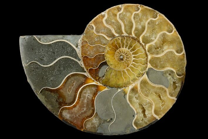 Agatized Ammonite Fossil (Half) - Madagascar #114913